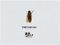 藏品(蜚蠊(2))的圖片